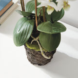 Napa White PHALAENOPSIS ORCHID DROP-IN 20"