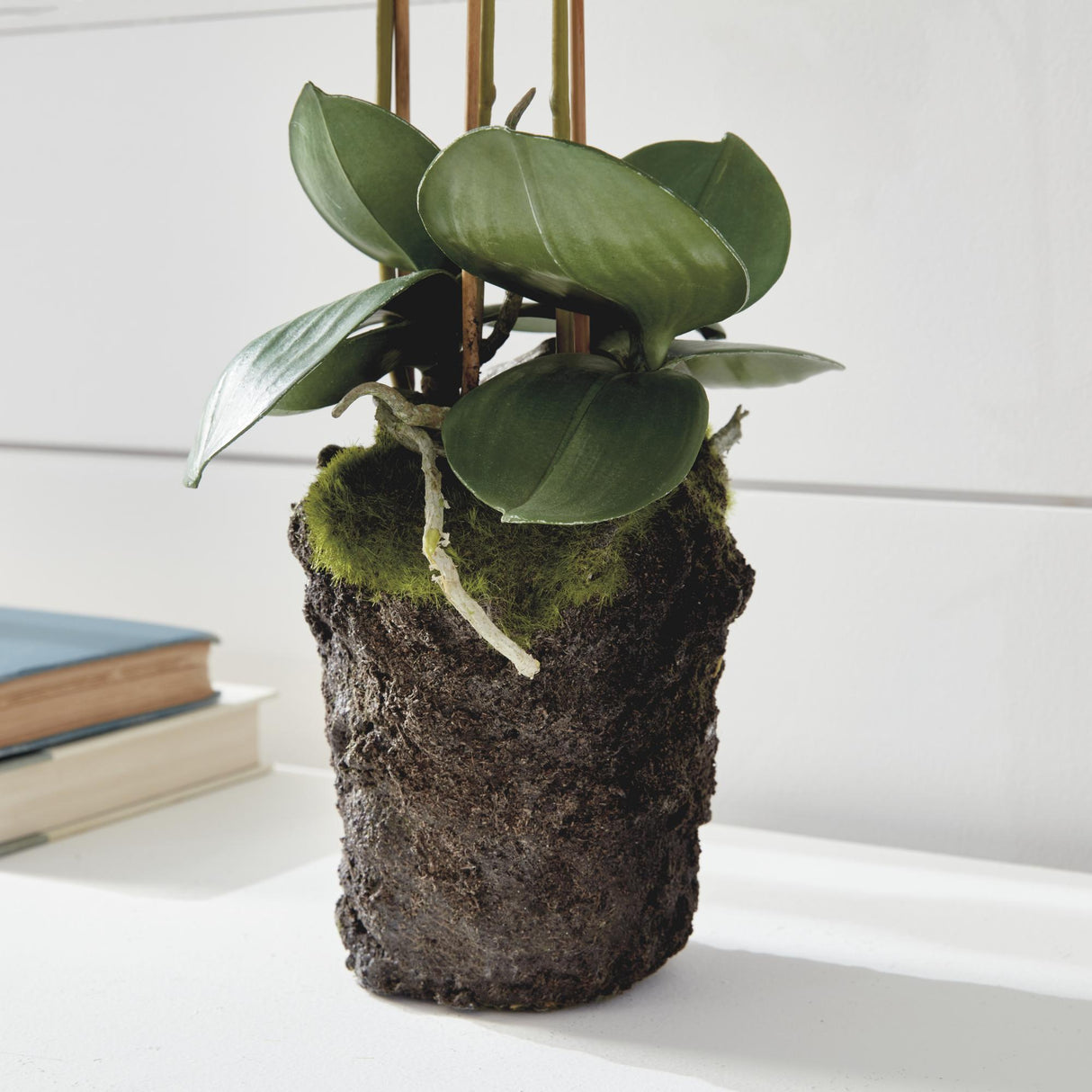 Napa White PHALAENOPSIS ORCHID DROP-IN 20"
