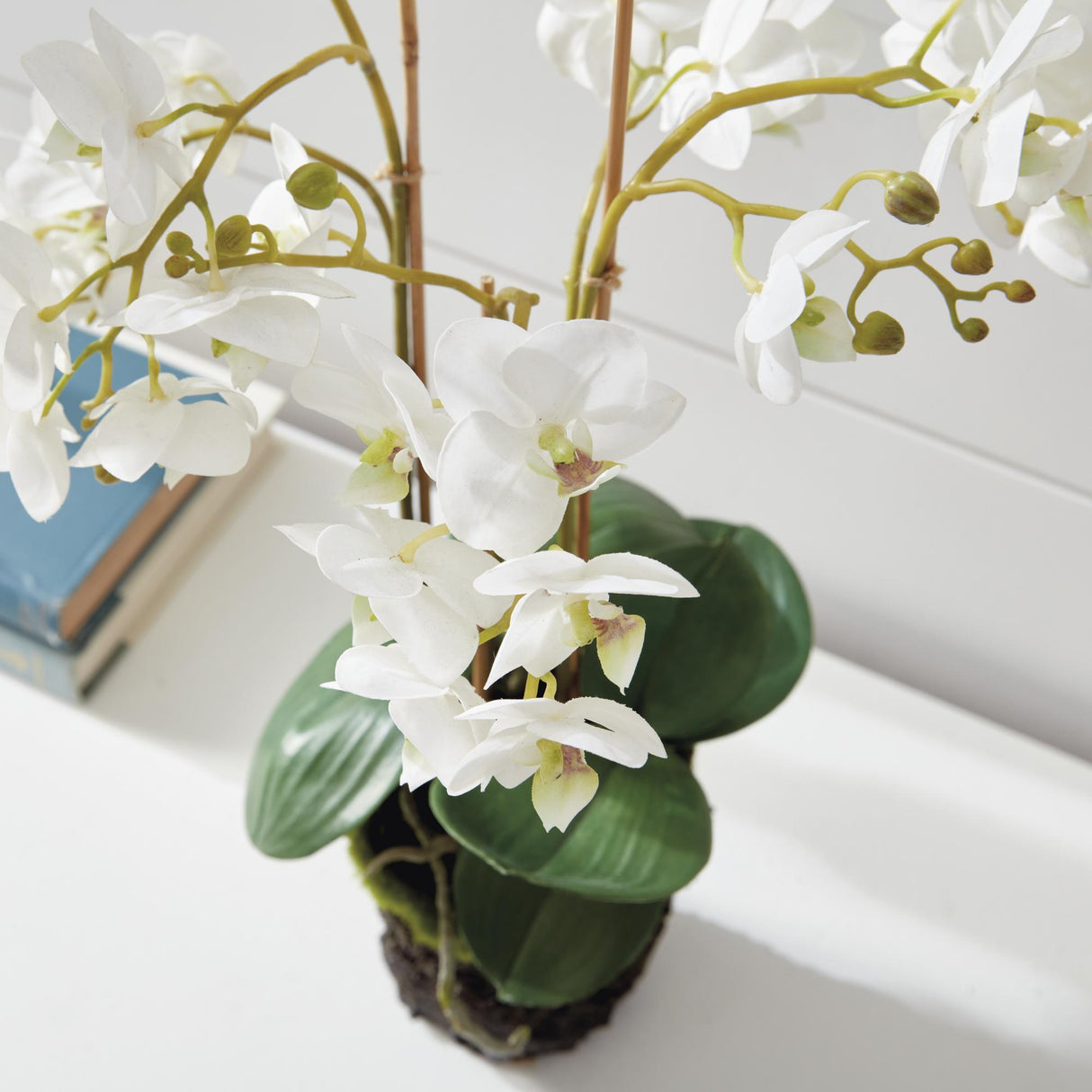 Napa White PHALAENOPSIS ORCHID DROP-IN 20"