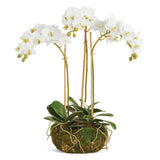 Napa White PHALAENOPSIS ORCHID MINI GARDEN DROP-IN 16"
