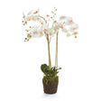 Napa White PHALAENOPSIS ORCHID DROP-IN 31"