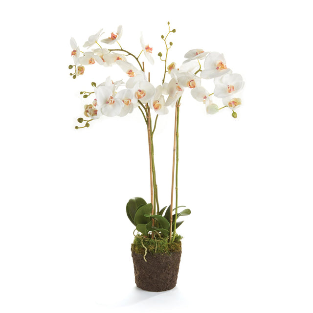 Napa White PHALAENOPSIS ORCHID DROP-IN 31"
