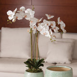 Napa White PHALAENOPSIS ORCHID DROP-IN 31"