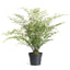 Napa Green MAIDENHAIR DROP-IN 30"