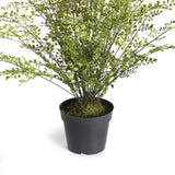 Napa Green MAIDENHAIR DROP-IN 30"