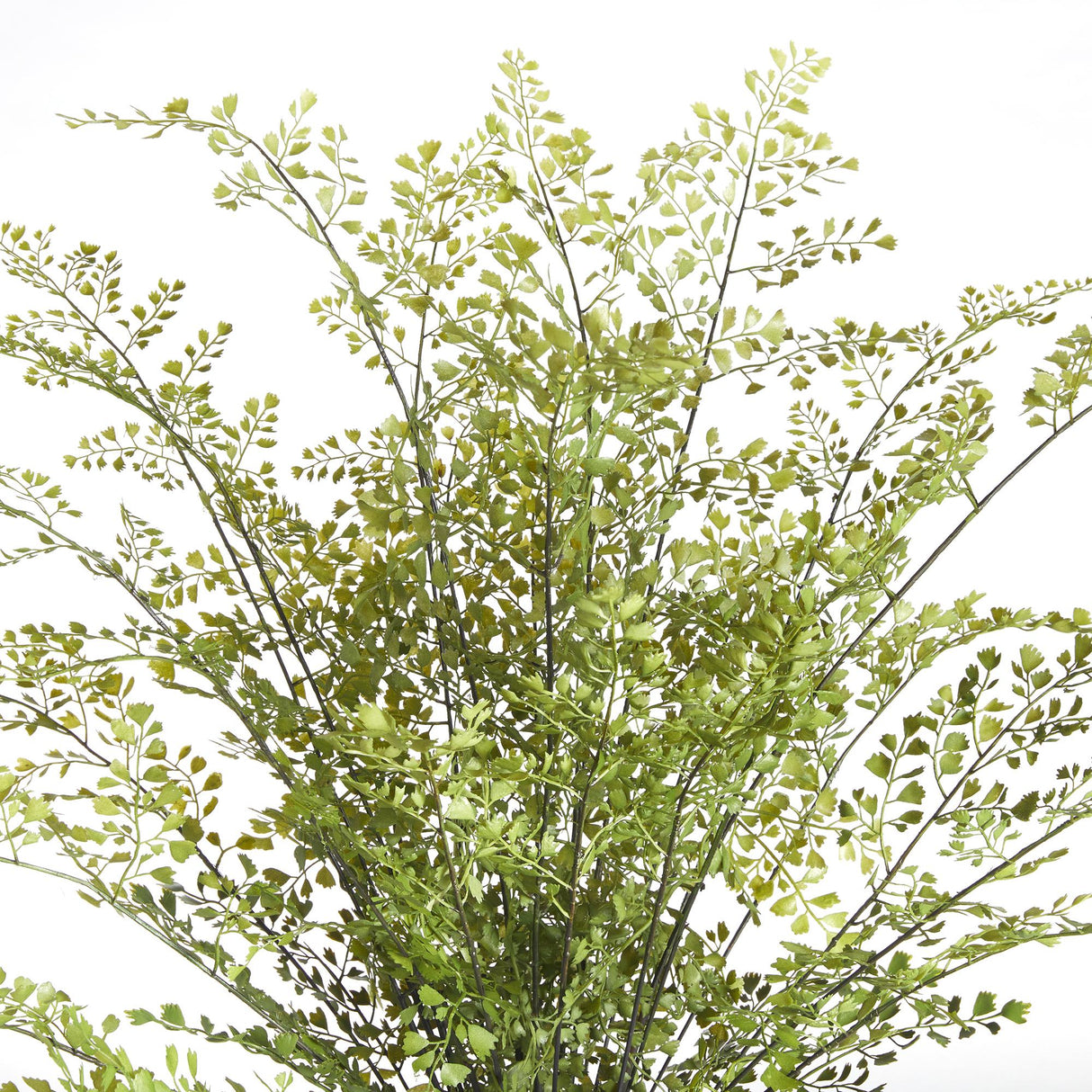 Napa Green MAIDENHAIR DROP-IN 30"