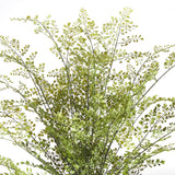 Napa Green MAIDENHAIR DROP-IN 30"