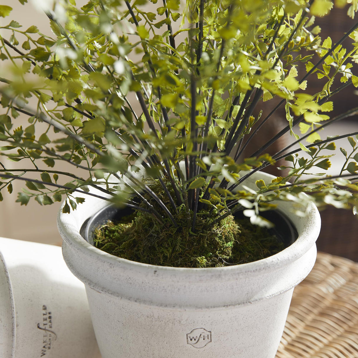 Napa Green MAIDENHAIR DROP-IN 30"