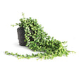 Napa Green STRING OF PEARLS DROP-IN 26"