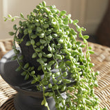 Napa Green STRING OF PEARLS DROP-IN 26"