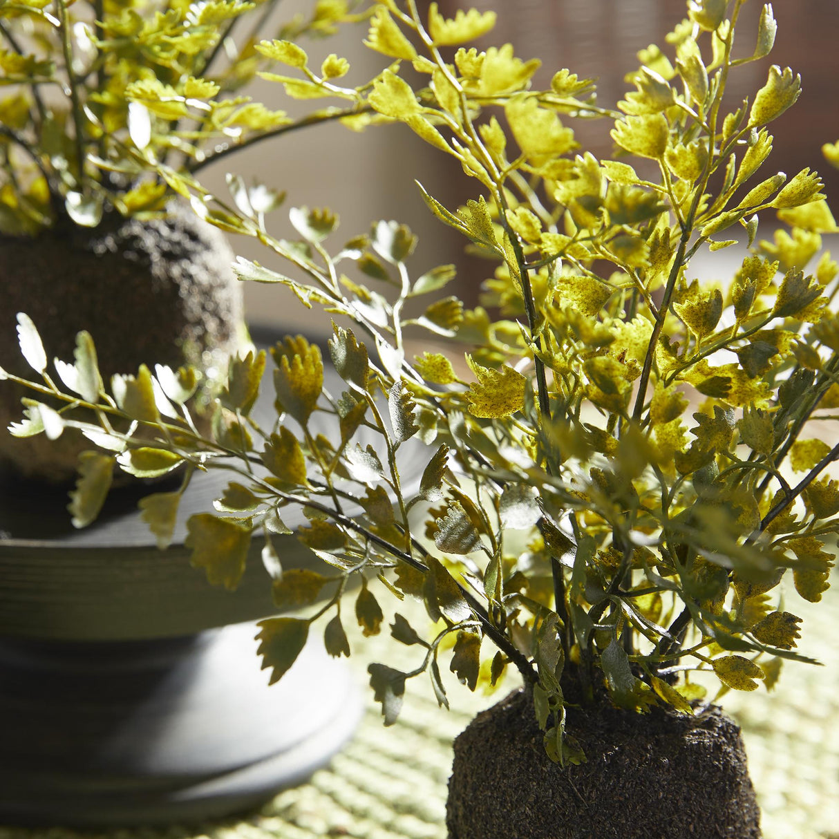 Napa Green MAIDENHAIR DROP-INS, SET OF 3