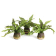 Napa Green BOSTON FERN DROP-INS, SET OF 3