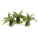 Napa Green BOSTON FERN DROP-INS, SET OF 3