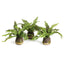 Napa Green BOSTON FERN DROP-INS, SET OF 3