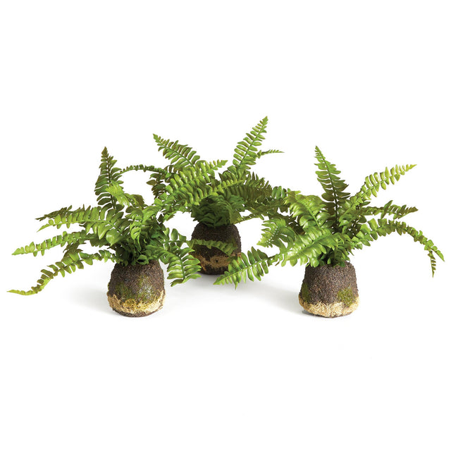Napa Green BOSTON FERN DROP-INS, SET OF 3