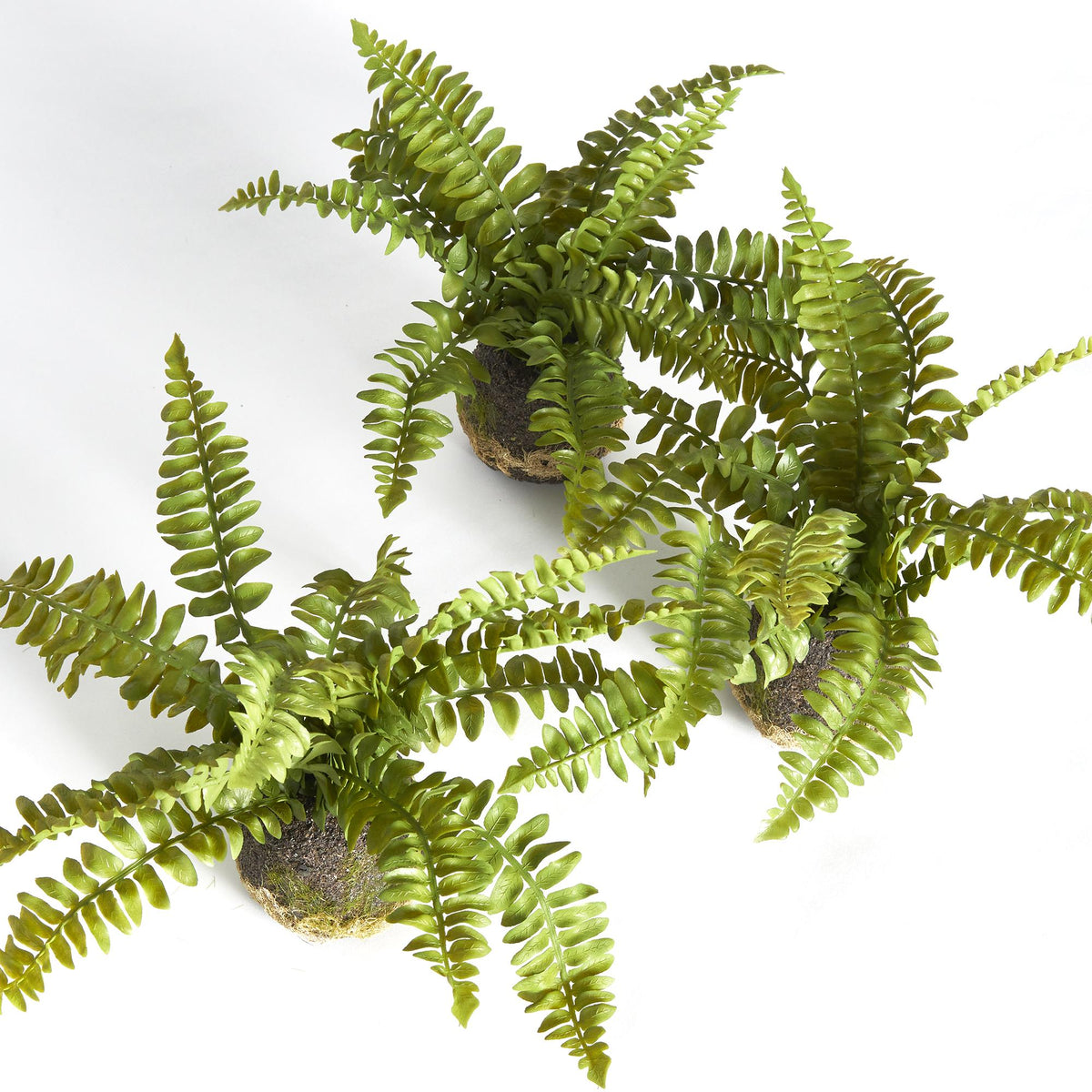 Napa Green BOSTON FERN DROP-INS, SET OF 3