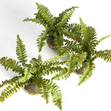 Napa Green BOSTON FERN DROP-INS, SET OF 3