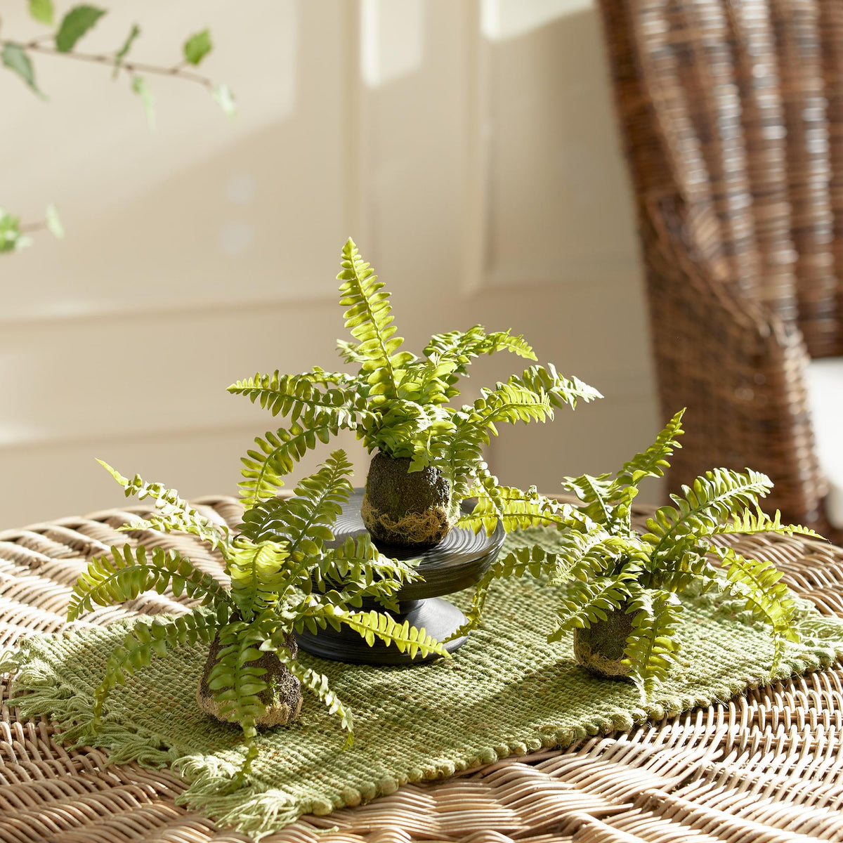 Napa Green BOSTON FERN DROP-INS, SET OF 3