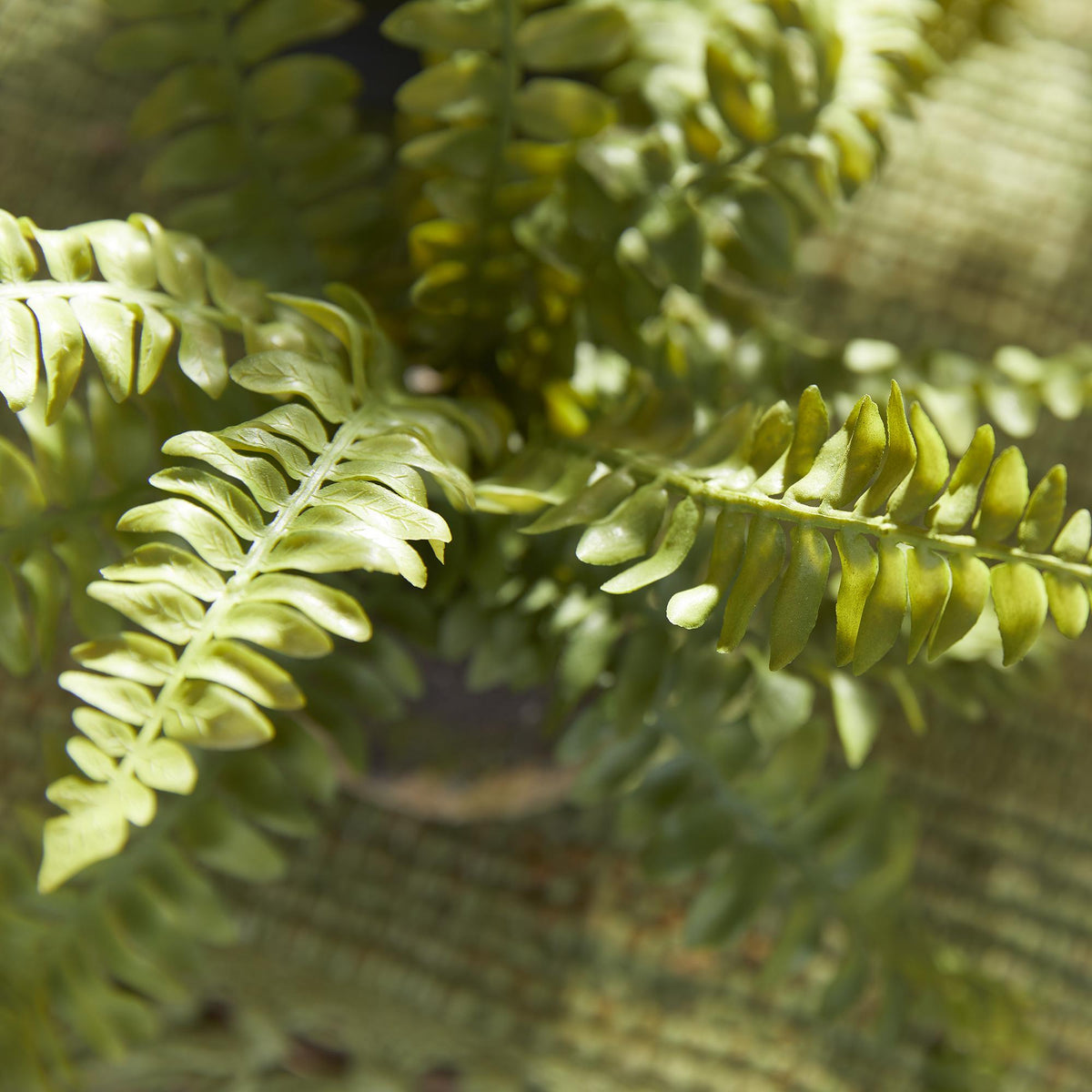 Napa Green BOSTON FERN DROP-INS, SET OF 3