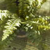 Napa Green BOSTON FERN DROP-INS, SET OF 3