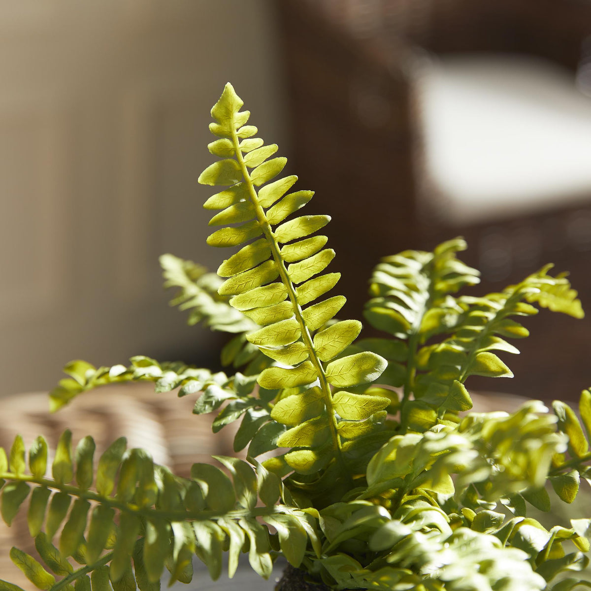 Napa Green BOSTON FERN DROP-INS, SET OF 3