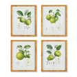 Napa Includes mat FRUIT STUDY, SET OF 4