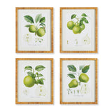 Napa Includes mat FRUIT STUDY, SET OF 4