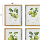 Napa Includes mat FRUIT STUDY, SET OF 4