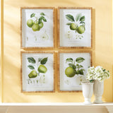 Napa Includes mat FRUIT STUDY, SET OF 4