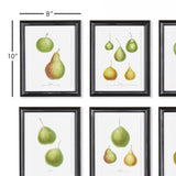 Napa Includes mat PEAR STUDY, SET OF 6