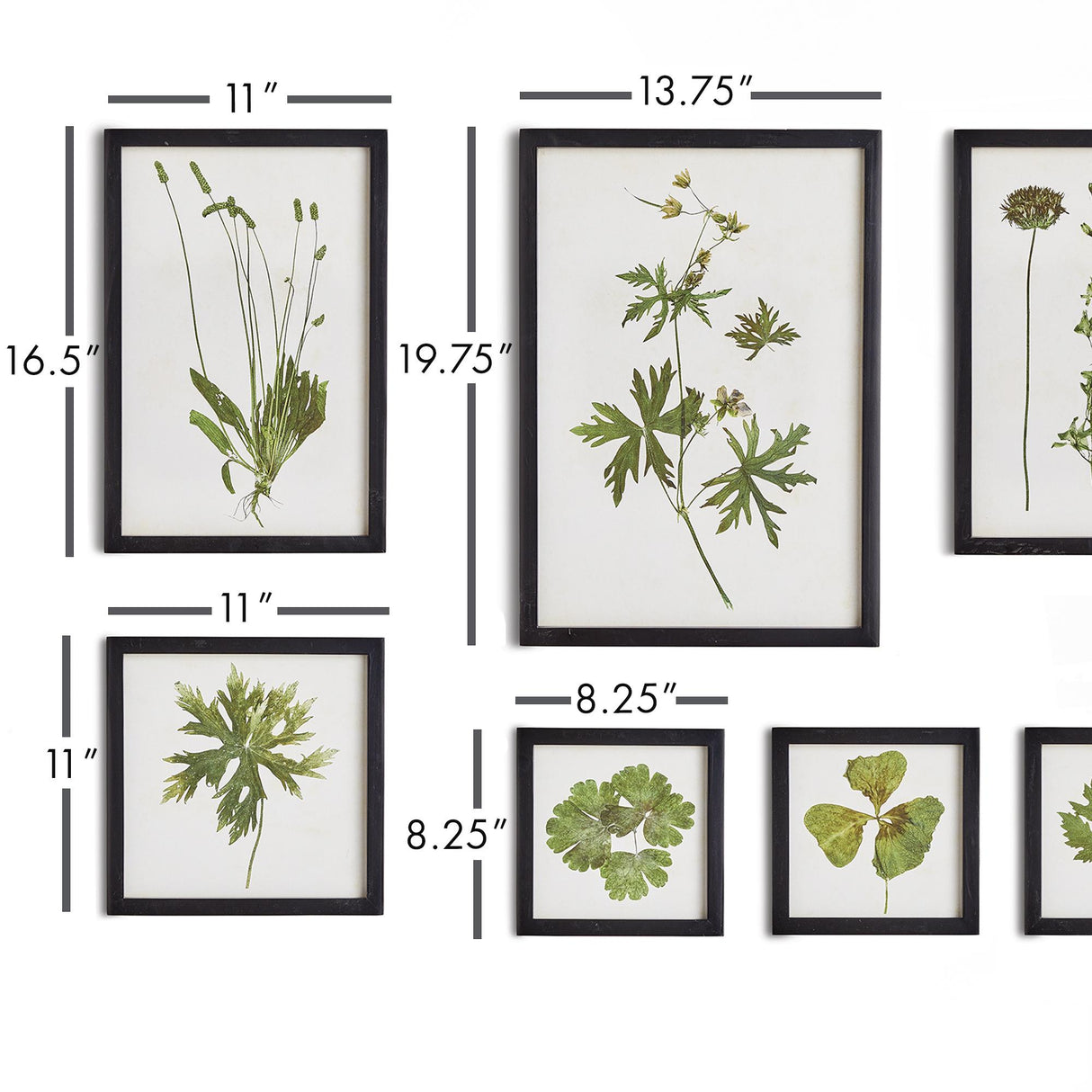 Napa  FOLIAGE PRINTS, SET OF 9