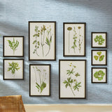 Napa  FOLIAGE PRINTS, SET OF 9