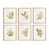 Napa Includes mat KELP PRINTS, SET OF 6
