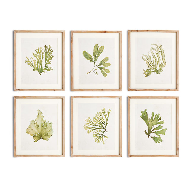 Napa Includes mat KELP PRINTS, SET OF 6