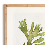 Napa Includes mat KELP PRINTS, SET OF 6