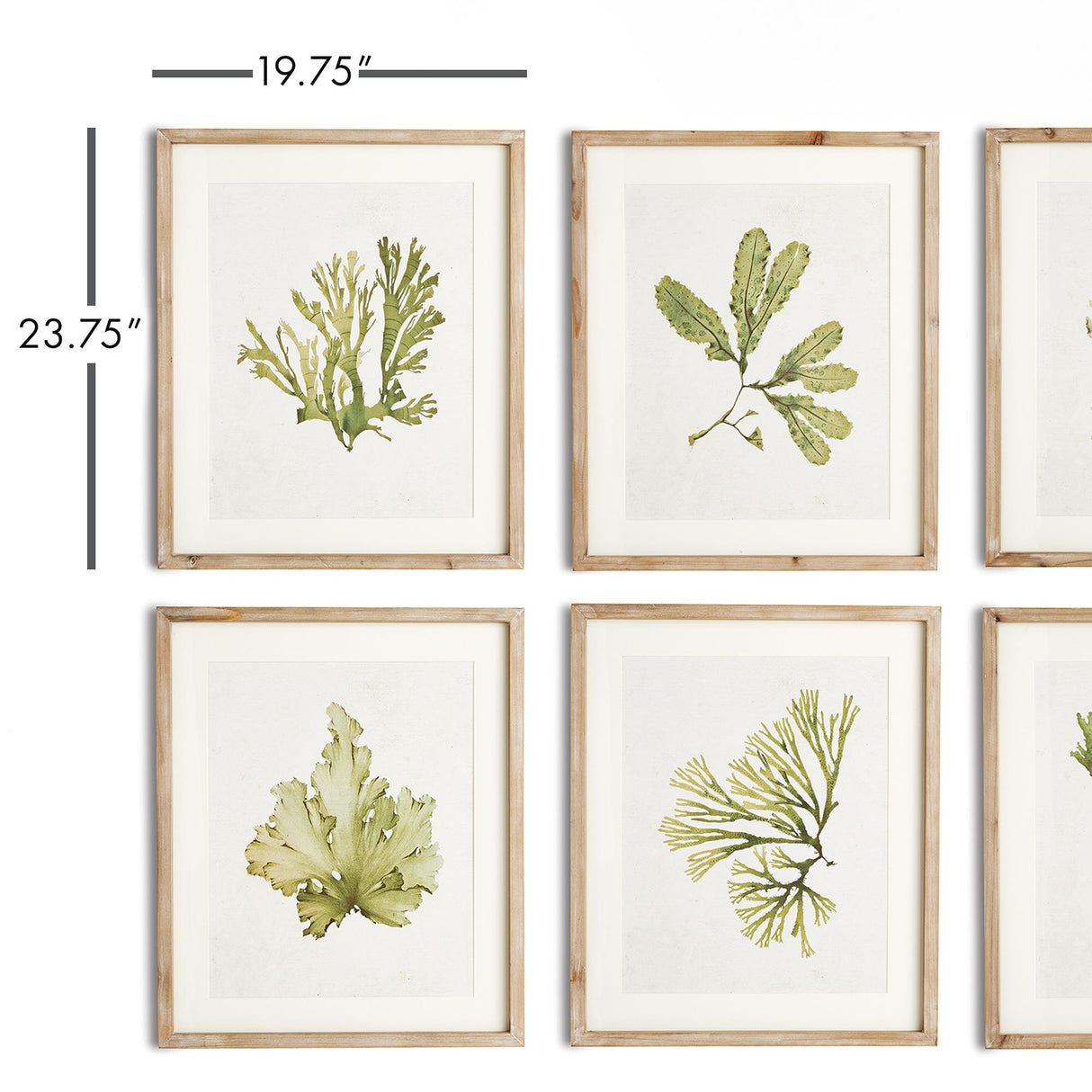 Napa Includes mat KELP PRINTS, SET OF 6