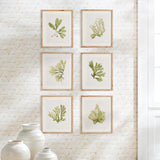Napa Includes mat KELP PRINTS, SET OF 6