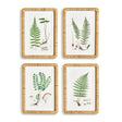 Napa Includes mat FOREST FERN PRINTS, SET OF 4