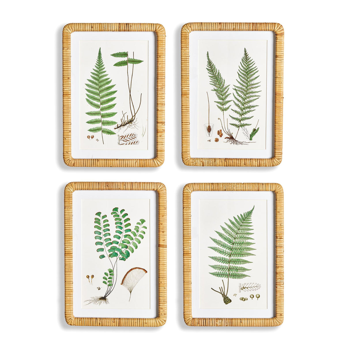 Napa Includes mat FOREST FERN PRINTS, SET OF 4
