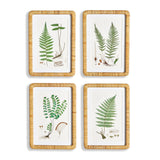 Napa Includes mat FOREST FERN PRINTS, SET OF 4