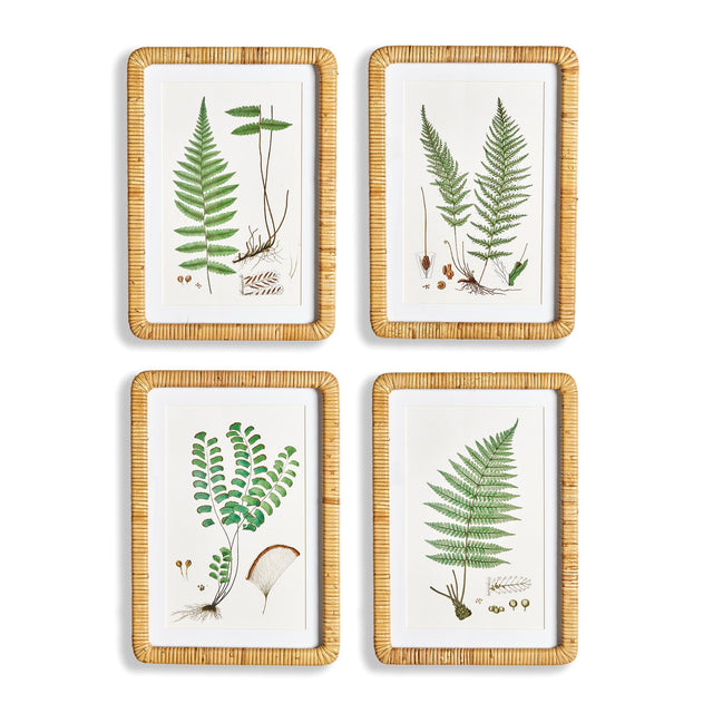 Napa Includes mat FOREST FERN PRINTS, SET OF 4