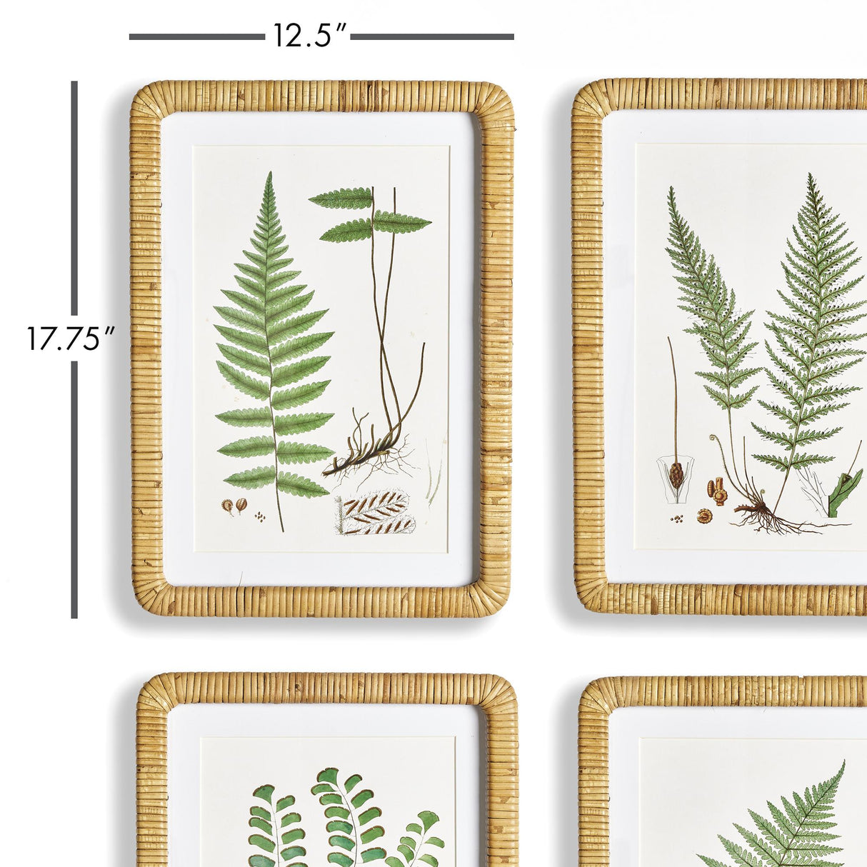 Napa Includes mat FOREST FERN PRINTS, SET OF 4