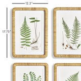 Napa Includes mat FOREST FERN PRINTS, SET OF 4