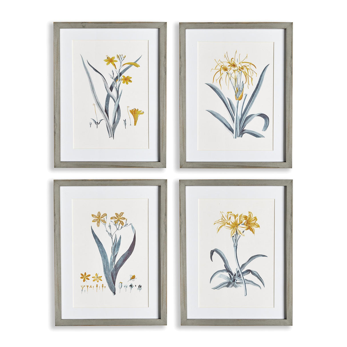 Napa Includes mat DAFFODIL PRINTS, SET OF 4
