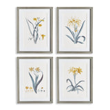 Napa Includes mat DAFFODIL PRINTS, SET OF 4