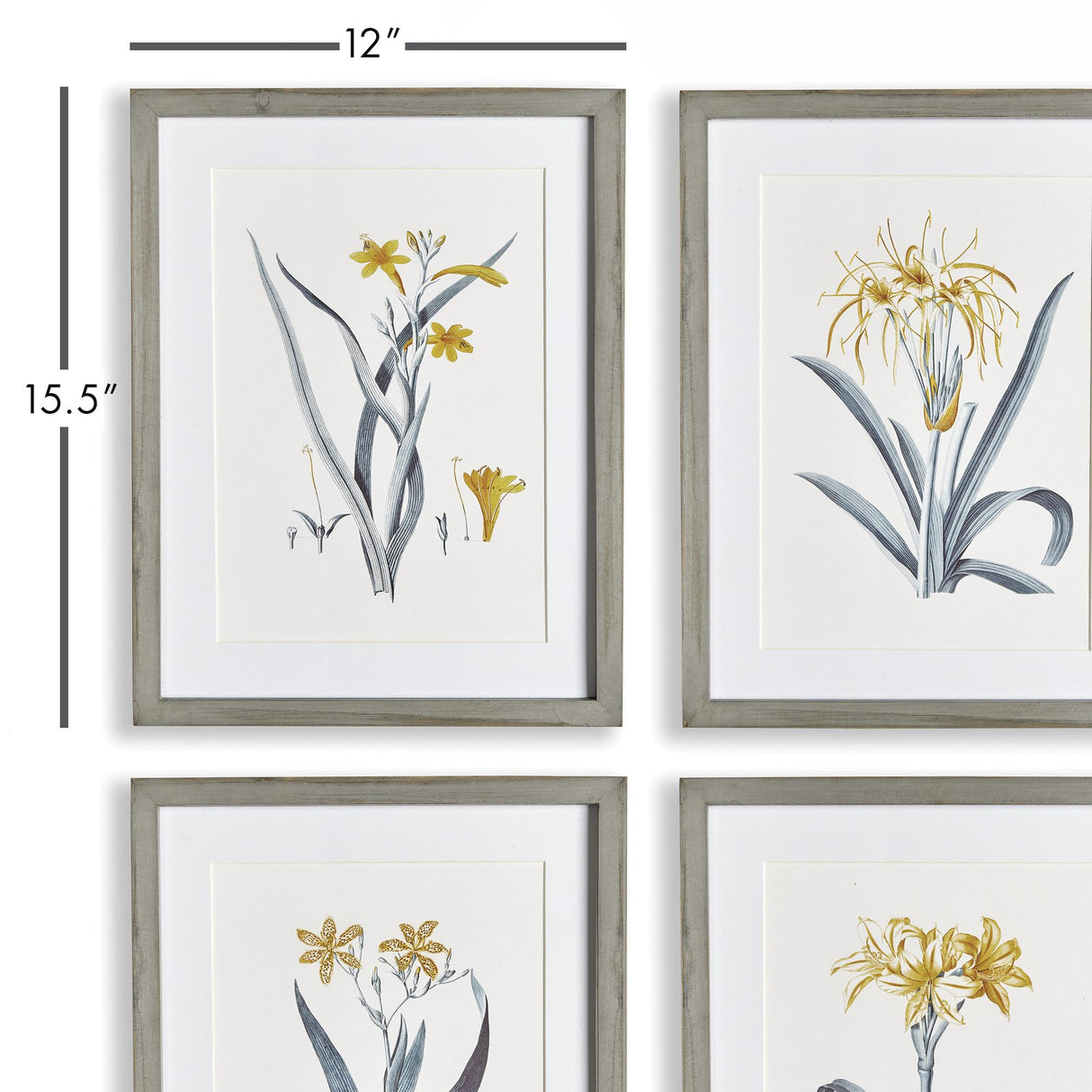 Napa Includes mat DAFFODIL PRINTS, SET OF 4