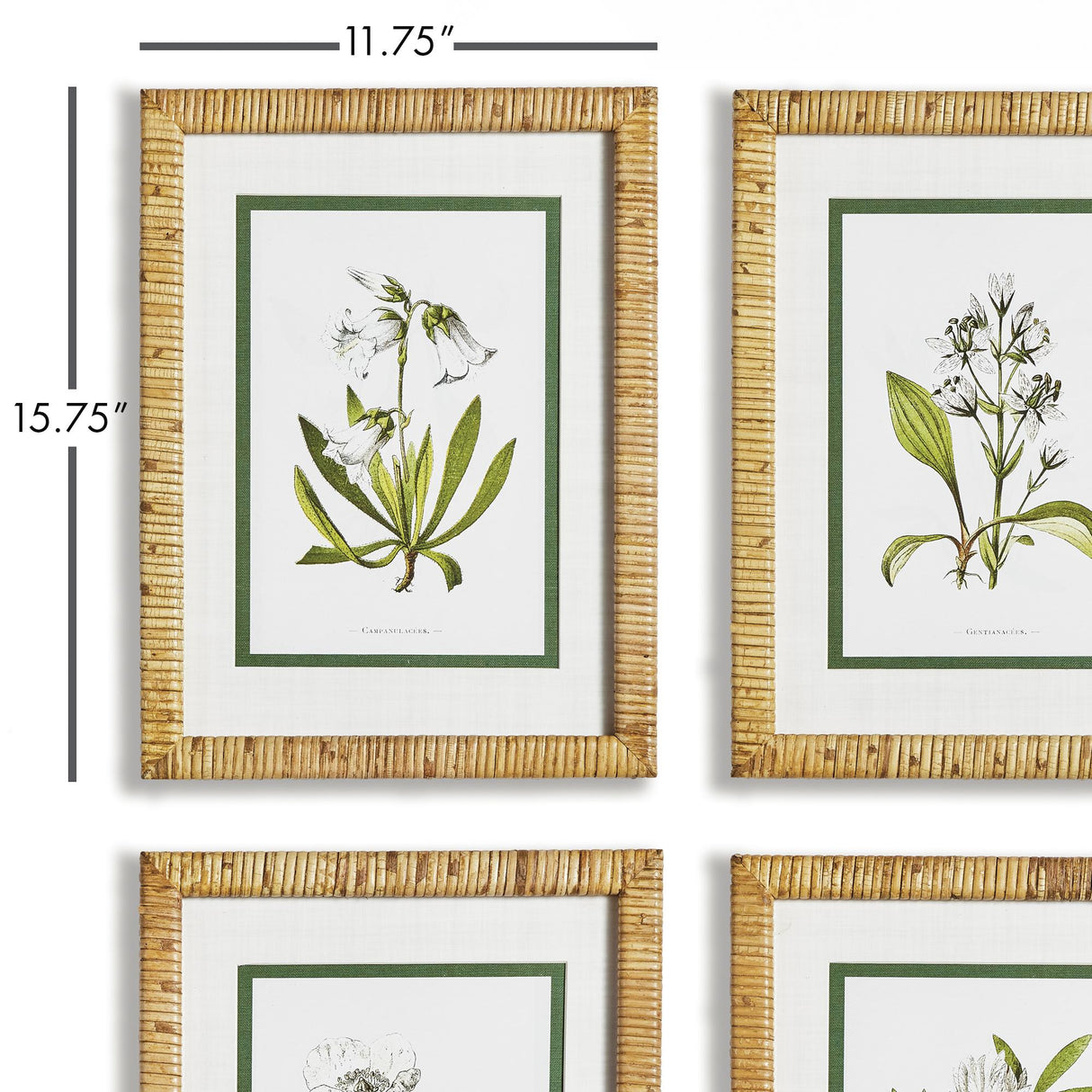 Napa Includes mat WHITE FLORAL STUDY, SET OF 4