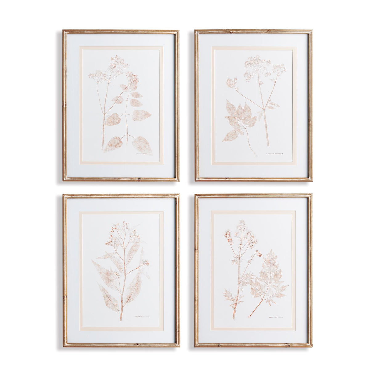 Napa Includes mat BLUSH BOTANICAL STUDY, SET OF 4