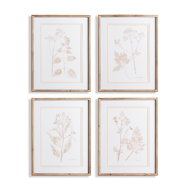 Napa Includes mat BLUSH BOTANICAL STUDY, SET OF 4