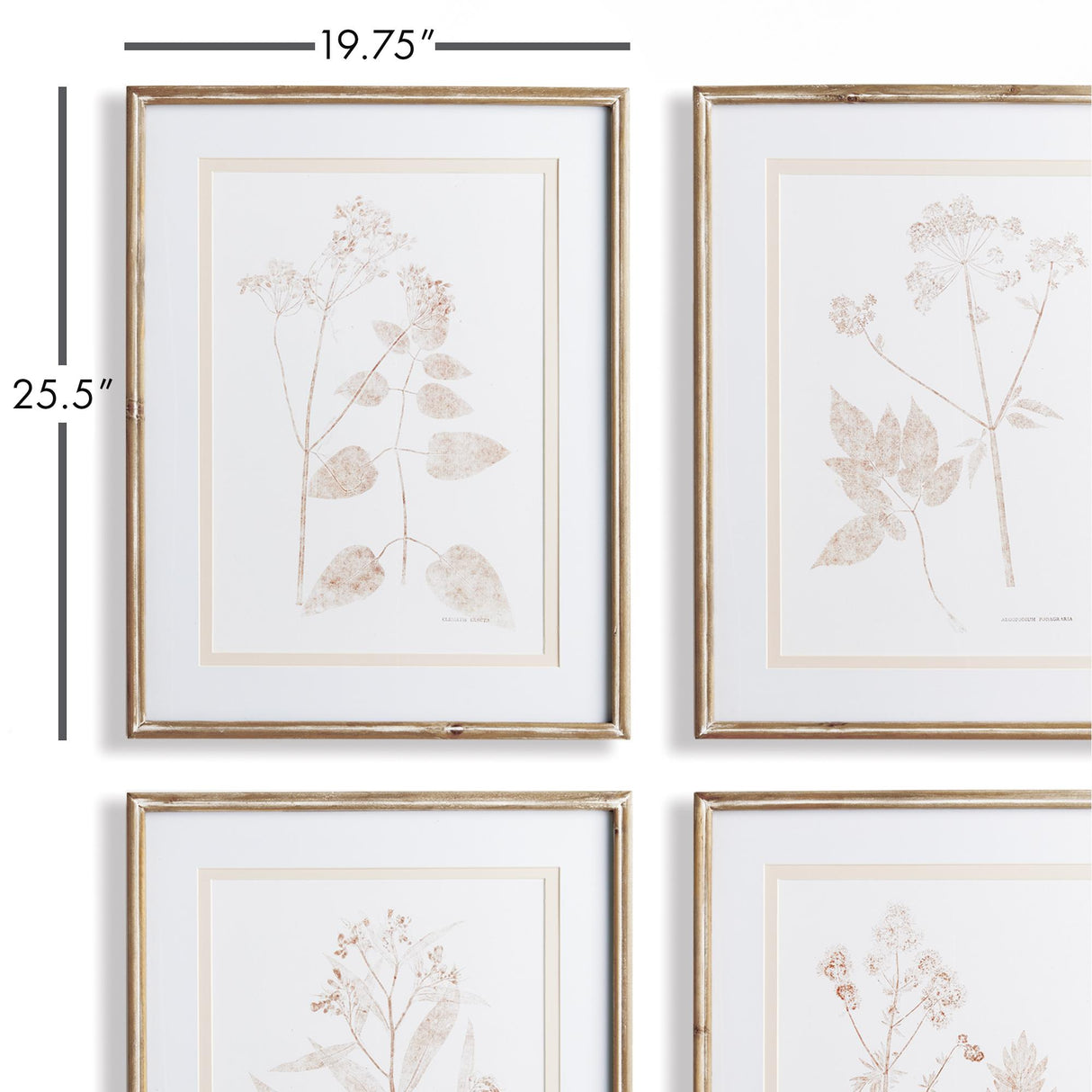Napa Includes mat BLUSH BOTANICAL STUDY, SET OF 4